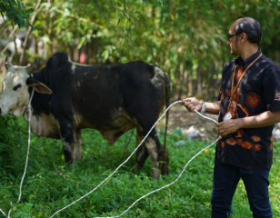 PT INALUM (Persero) Celebrate the Eid al Adha 1443 H by sharing the Curban Animals to the Society