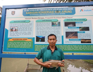 INALUM Cultivates Asahan "Jurung" God Fish Until 2025