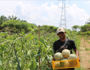 Kelompok Tani Milenial Binaan INALUM di Aek Songsongan Rayakan Hasil Panen Perdana